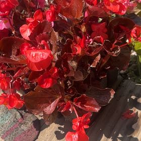 Photo of the plant species Wax Begonia by @KindCobnut3 named Navajo on Greg, the plant care app