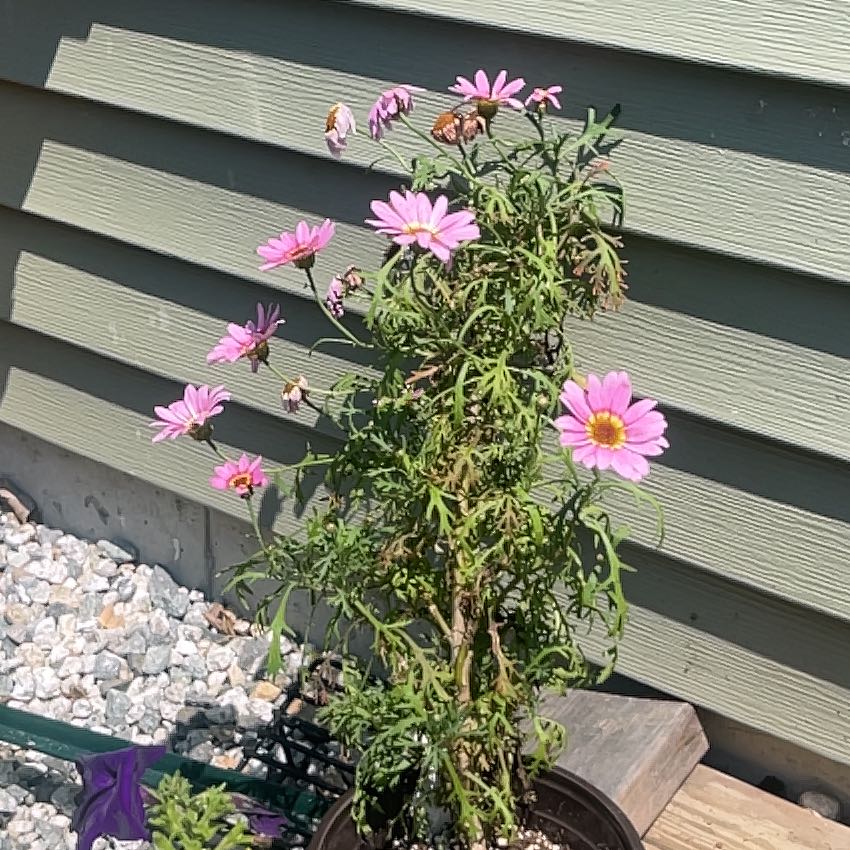 Photo of the plant species Grandaisy Pink Halo Argyranthemum by @KindCobnut3 named Marilyn on Greg, the plant care app