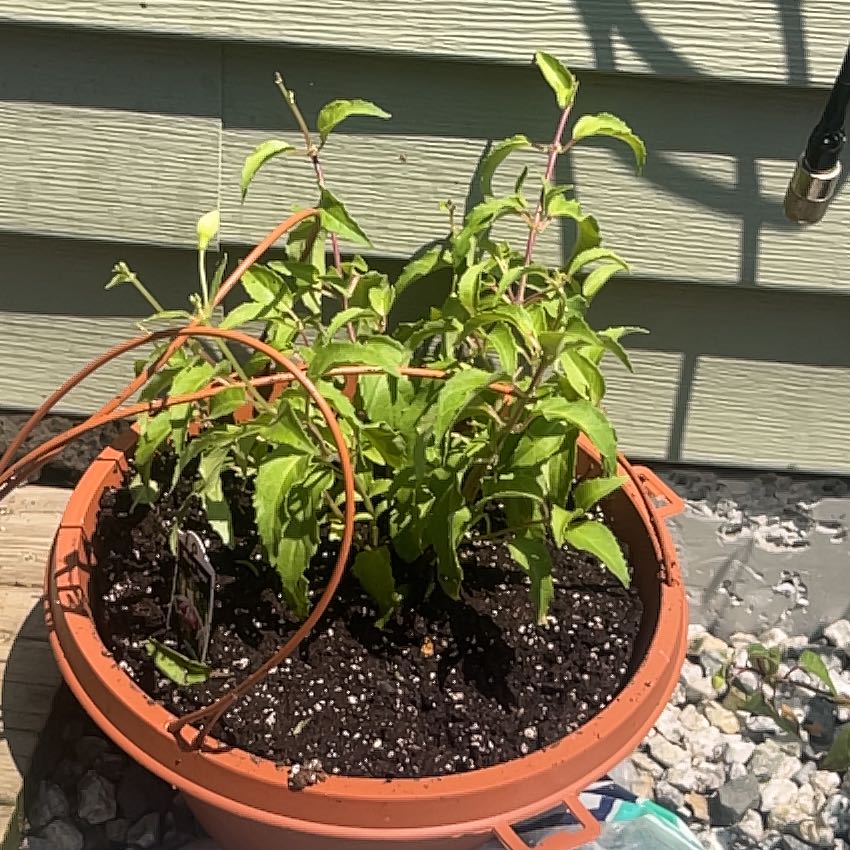 Photo of the plant species Fuchsia 'Blue Mirage' by @KindCobnut3 named Ronaldo on Greg, the plant care app