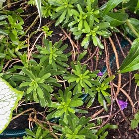 Photo of the plant species Evergreen Candytuft by @FunnyPigsears8 named Mollie on Greg, the plant care app