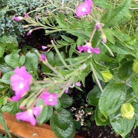 Photo of the plant species Codlins and Cream by @FunnyPigsears8 named Demi on Greg, the plant care app