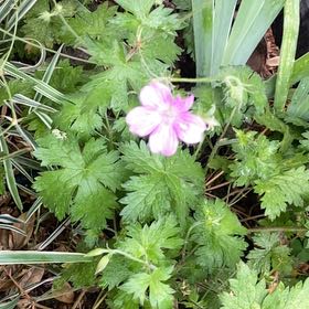 Photo of the plant species Wood Crane's-Bill by @FunnyPigsears8 named Bigleef Smalls on Greg, the plant care app