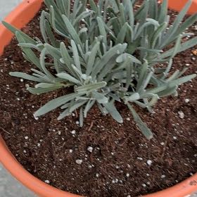 Photo of the plant species Lavender 'Grosso' by @WinEndive67 named Naomi on Greg, the plant care app