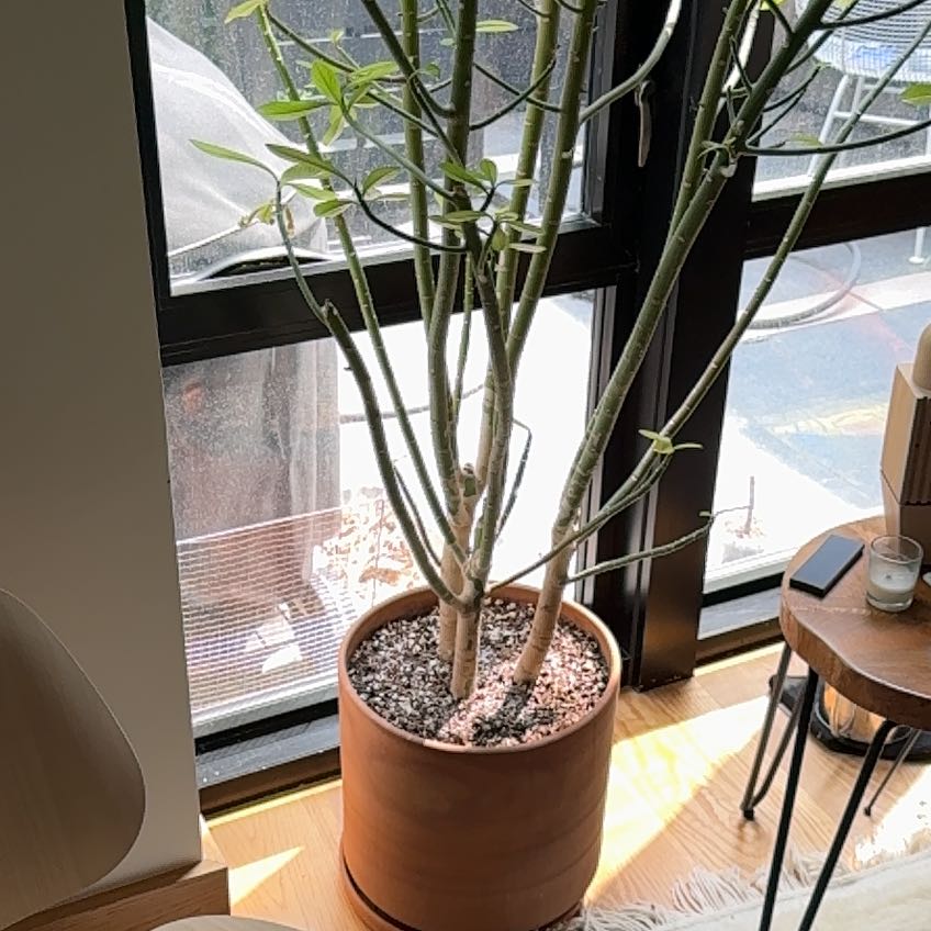 Photo of the plant species African Milk Bush by @PetLuckynut81 named Dolores on Greg, the plant care app