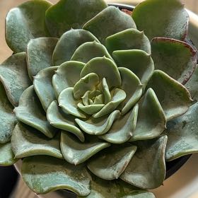 Photo of the plant species Echeveria Galaxy Blue by @YesSagopalm57 named Bieber on Greg, the plant care app