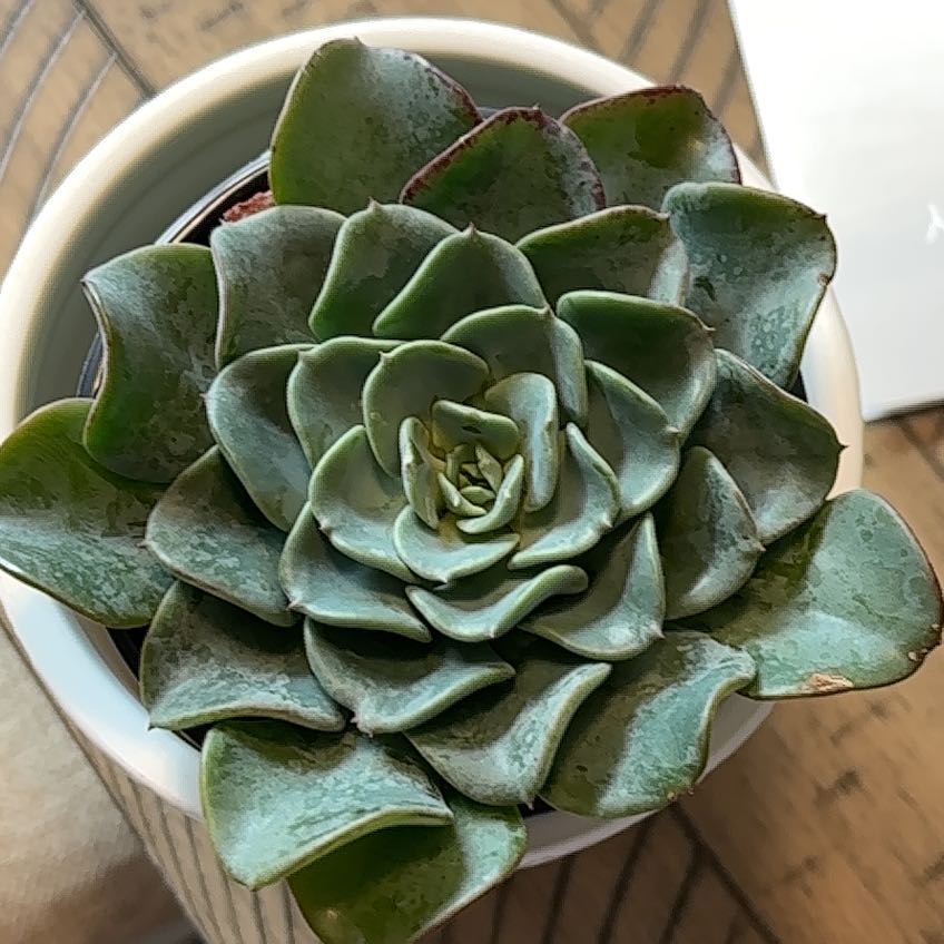 Photo of the plant species Echeveria Galaxy Blue by @PoshHopsage24 named Rose on Greg, the plant care app