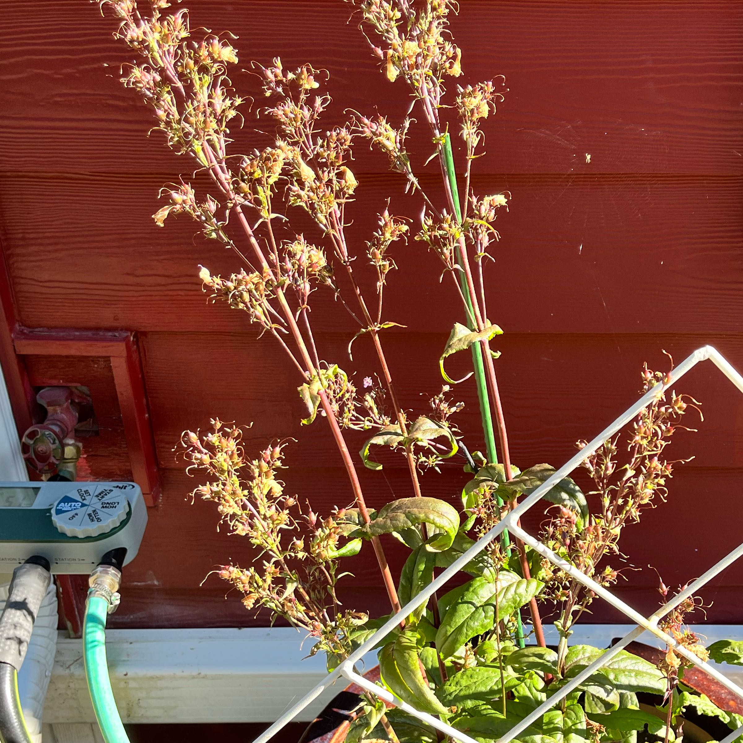 Photo of the plant species Beardtongue by @SmallfrySalal79 named Pentsemon on Greg, the plant care app