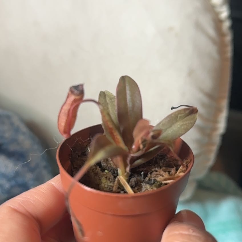 Photo of the plant species Nepenthes ventricosa Pitcher Plant by @HeroineWhitefir named Ricosa on Greg, the plant care app