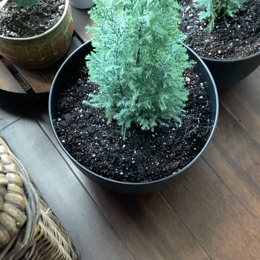 Plant care for Succulents on Greg, the plant care app