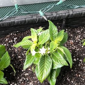 Photo of the plant species Pentas by @ContentlyFord42 named Petite Pentas on Greg, the plant care app