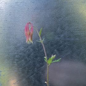 Photo of the plant species Wild Red Columbine by @FulfilledKanono named Naomi on Greg, the plant care app