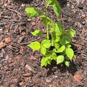 Photo of the plant species Luna Hibiscus by @AceTomato27 named New Luna on Greg, the plant care app