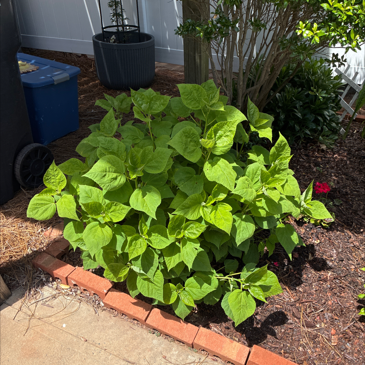 Photo of the plant species Luna Hibiscus by @AceTomato27 named Red Luna Hibiscus on Greg, the plant care app