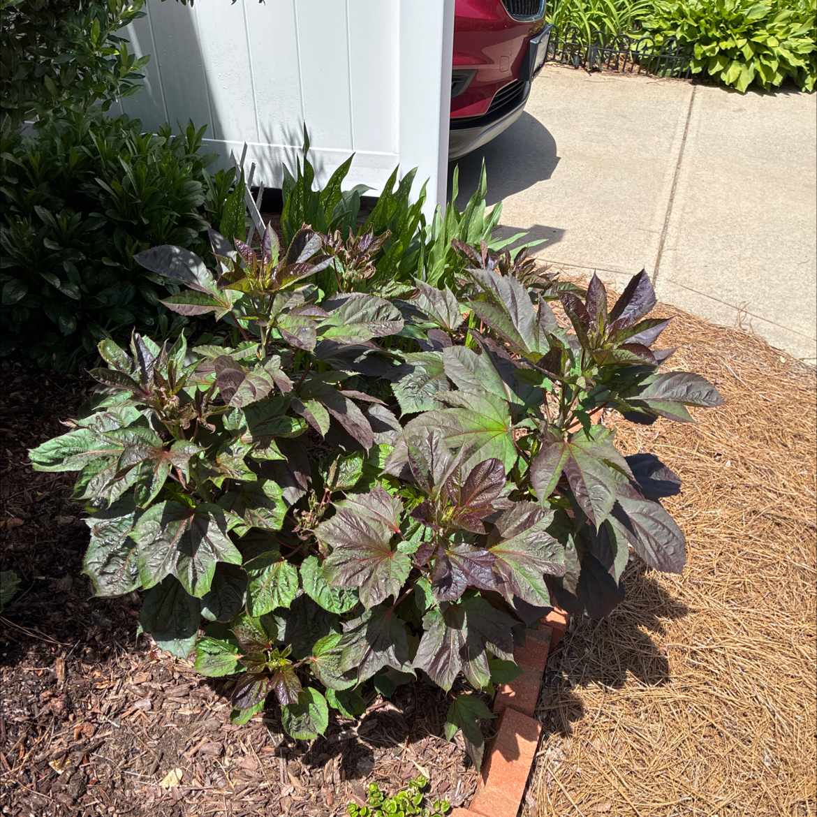Photo of the plant species Hibiscus 'Starry Starry Night' by @AceTomato27 named Starry Night Luna Hibiscus on Greg, the plant care app