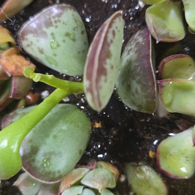 Photo of the plant species Andromischus Triflorus by @SharpHawthorn83 named Maya on Greg, the plant care app