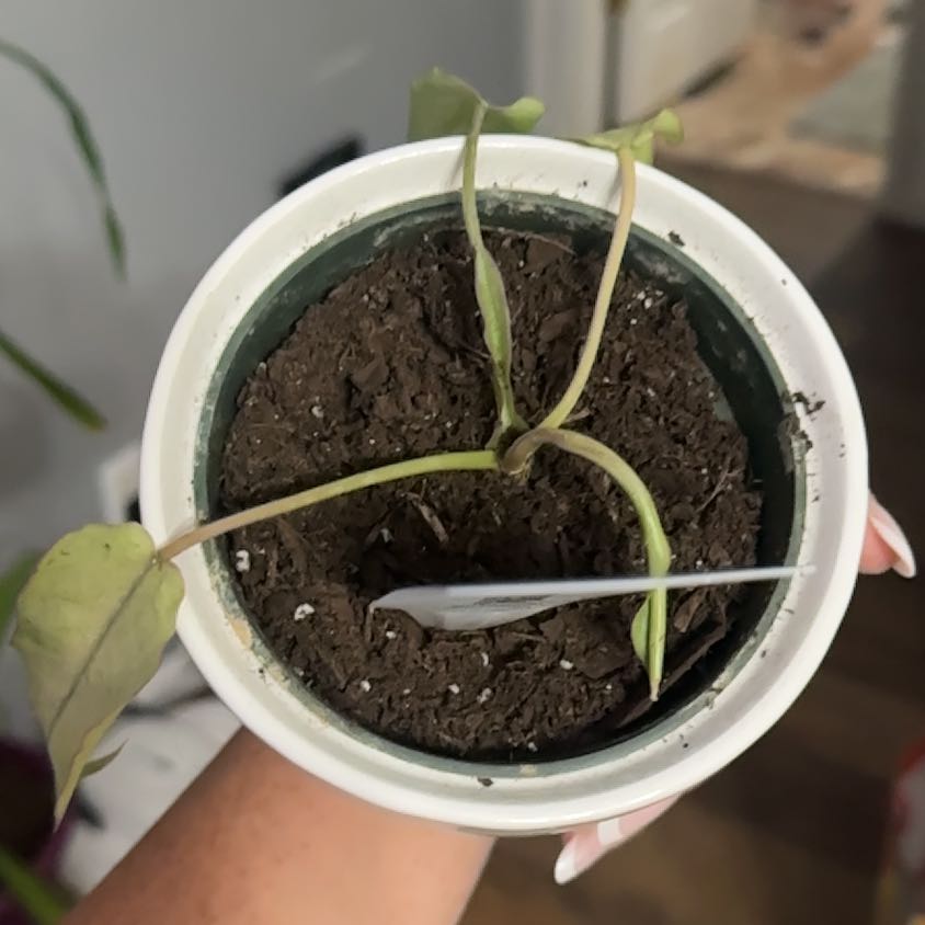 Photo of the plant species philodendron by @VipCapealoe33 named Marley on Greg, the plant care app
