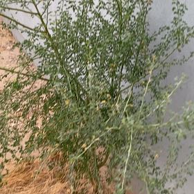 Photo of the plant species Prickly Russian Thistle by @TryJuneplum21 named Beckham on Greg, the plant care app
