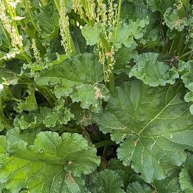 Photo of the plant species Garden Rhubarb by @StylishTaro6 named Clooney on Greg, the plant care app