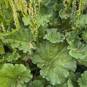 Photo of the plant species Garden Rhubarb by @StylishTaro6 named da Vinci on Greg, the plant care app