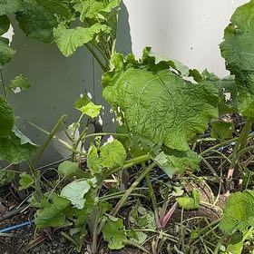 Photo of the plant species Great Burdock by @StylishTaro6 named Figyonce on Greg, the plant care app