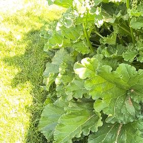 Photo of the plant species Garden Rhubarb by @StylishTaro6 named Winston on Greg, the plant care app