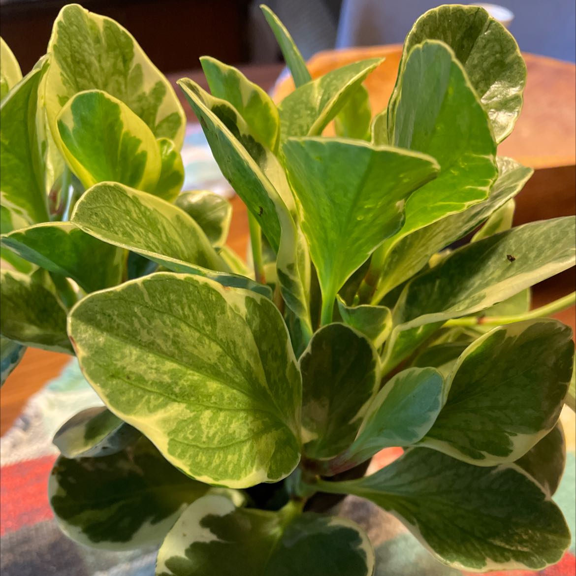 Marble Peperomia plant with variegated green and cream leaves.