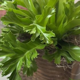 Photo of the plant species Fishtail fern by @PrizeChamisa82 named Xena on Greg, the plant care app