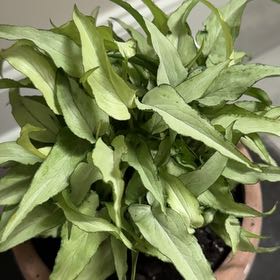 Photo of the plant species Syngonium Silver Fox by @PrizeChamisa82 named Arrowhead on Greg, the plant care app