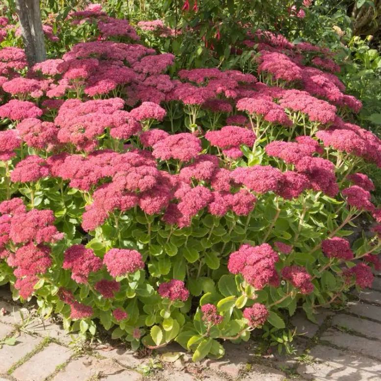 Photo of the plant species Autumn Fire Stonecrop by @PrizeChamisa82 named Fuegito on Greg, the plant care app