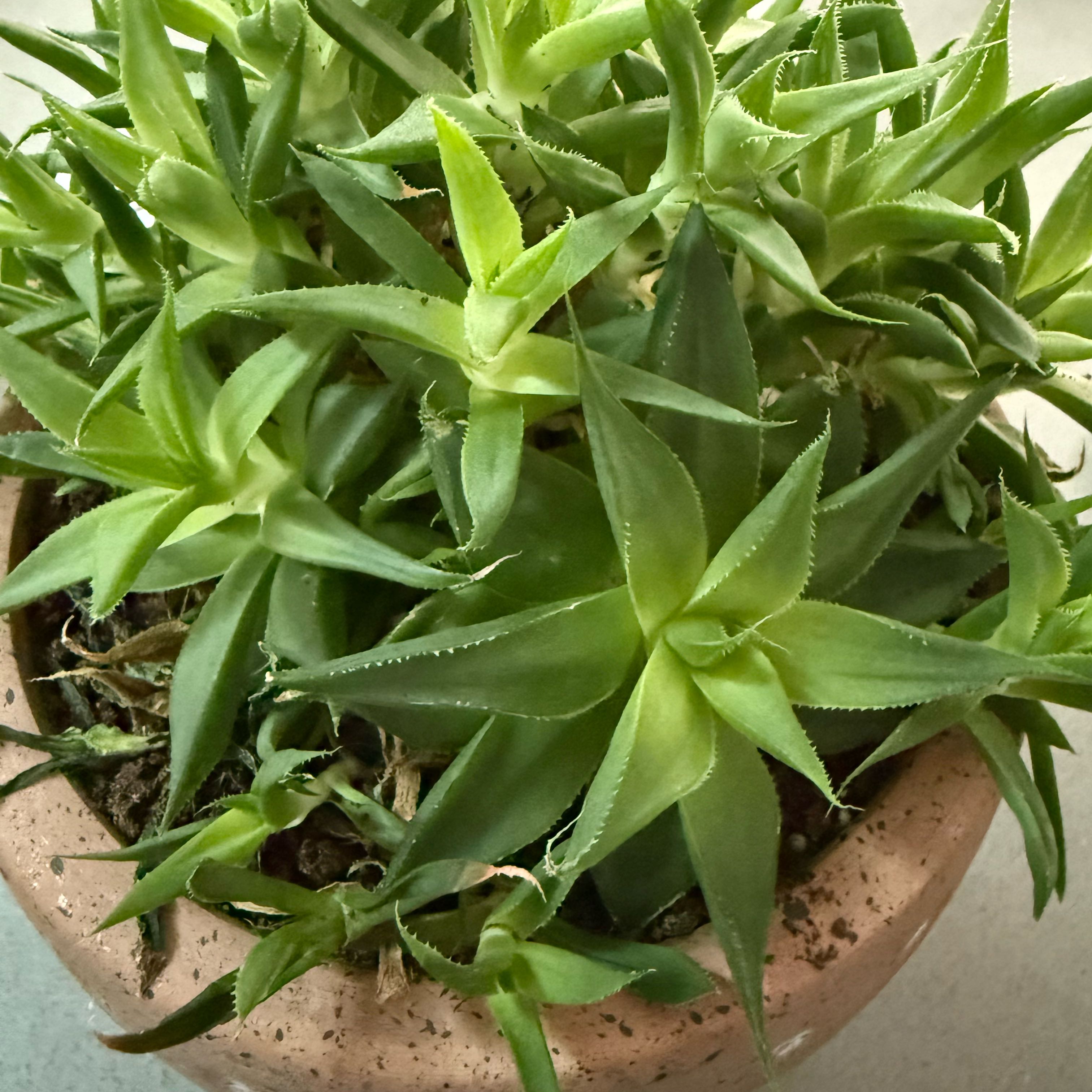 Photo of the plant species Addo Bergeranthus by @PrizeChamisa82 named Addo on Greg, the plant care app