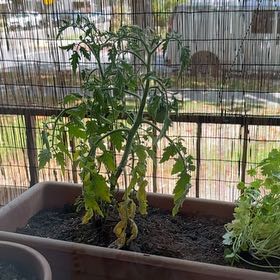Photo of the plant species Pear Tomato by @FleetwoodMel named Taylor on Greg, the plant care app