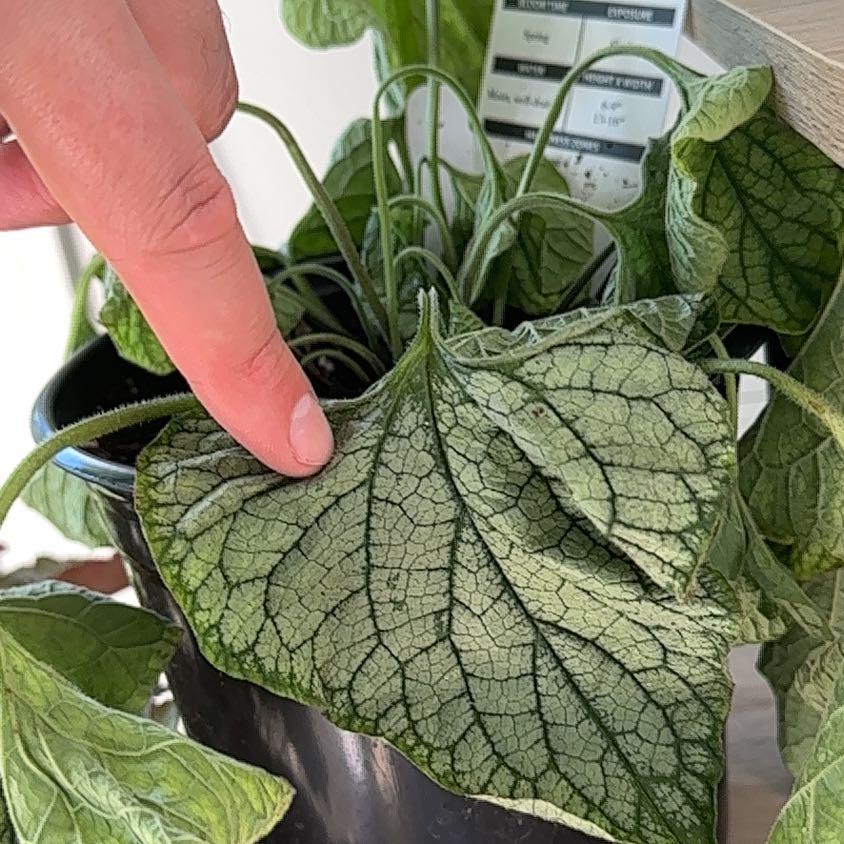 Photo of the plant species Brunnera 'Frostbite' by @RegalCacto21 named Kendall on Greg, the plant care app