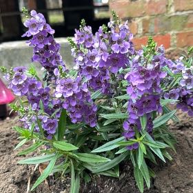 Photo of the plant species Angelonia by @DiscipleSalad88 named Tolkien on Greg, the plant care app