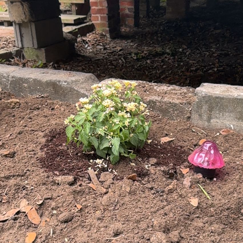 Photo of the plant species Lantana by @DiscipleSalad88 named Lavender on Greg, the plant care app