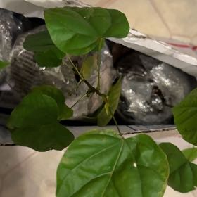 Photo of the plant species Lipsticktree by @ClassyChives17 named Leonardo on Greg, the plant care app