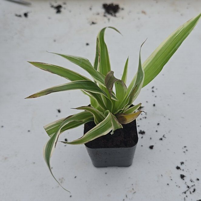 Photo of the plant species Variegated Spider Plant by @TenableBaibua84 named Leonardo on Greg, the plant care app