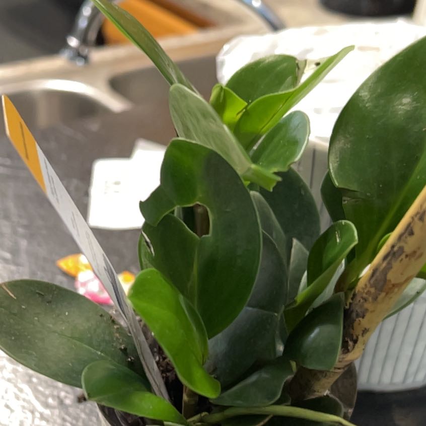Photo of the plant species baby rubber plant by @DeftBushhoya98 named Tolkien on Greg, the plant care app