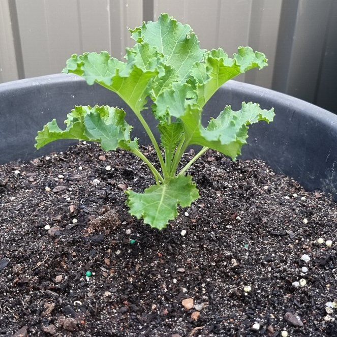 Photo of the plant species Curly Kale 'Reflex' by @DeluxeCaperbush named Elina on Greg, the plant care app