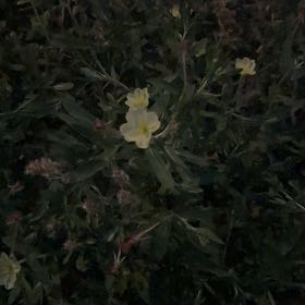 Photo of the plant species Common Evening-Primrose by @DaintyJuniper1 named Gates on Greg, the plant care app