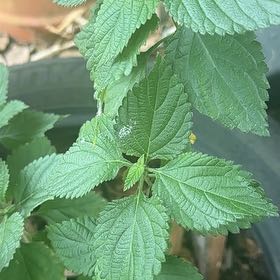 Photo of the plant species Lantana by @DaintyJuniper1 named Darwin on Greg, the plant care app