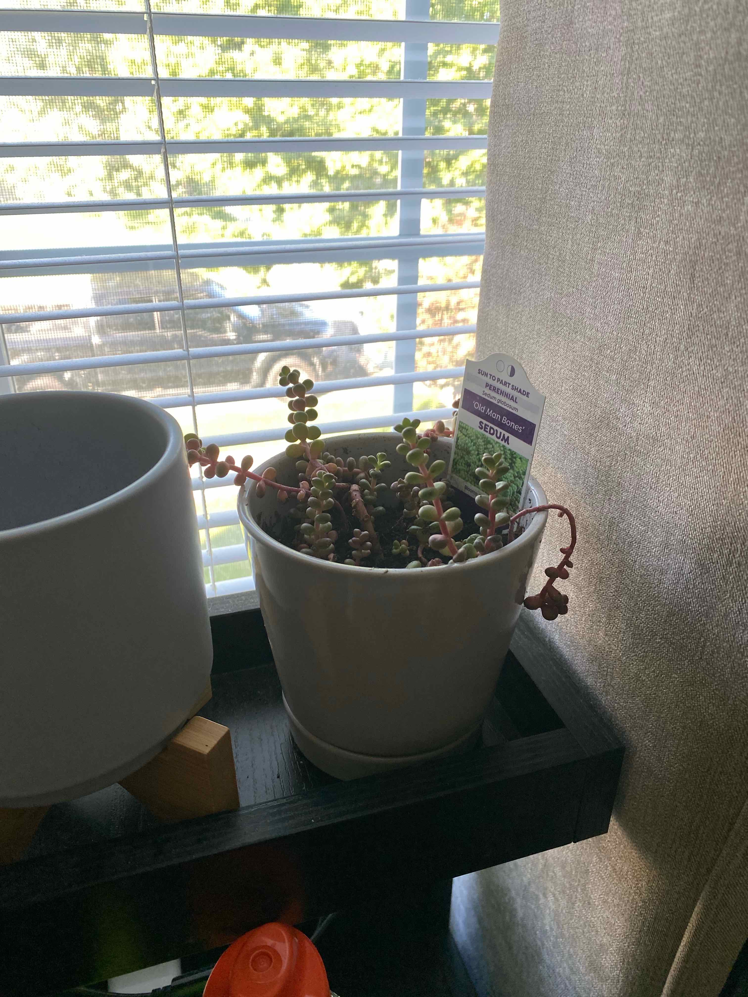 Photo of the plant species Spreading Stonecrop by @meira named Old Man Jeremy on Greg, the plant care app