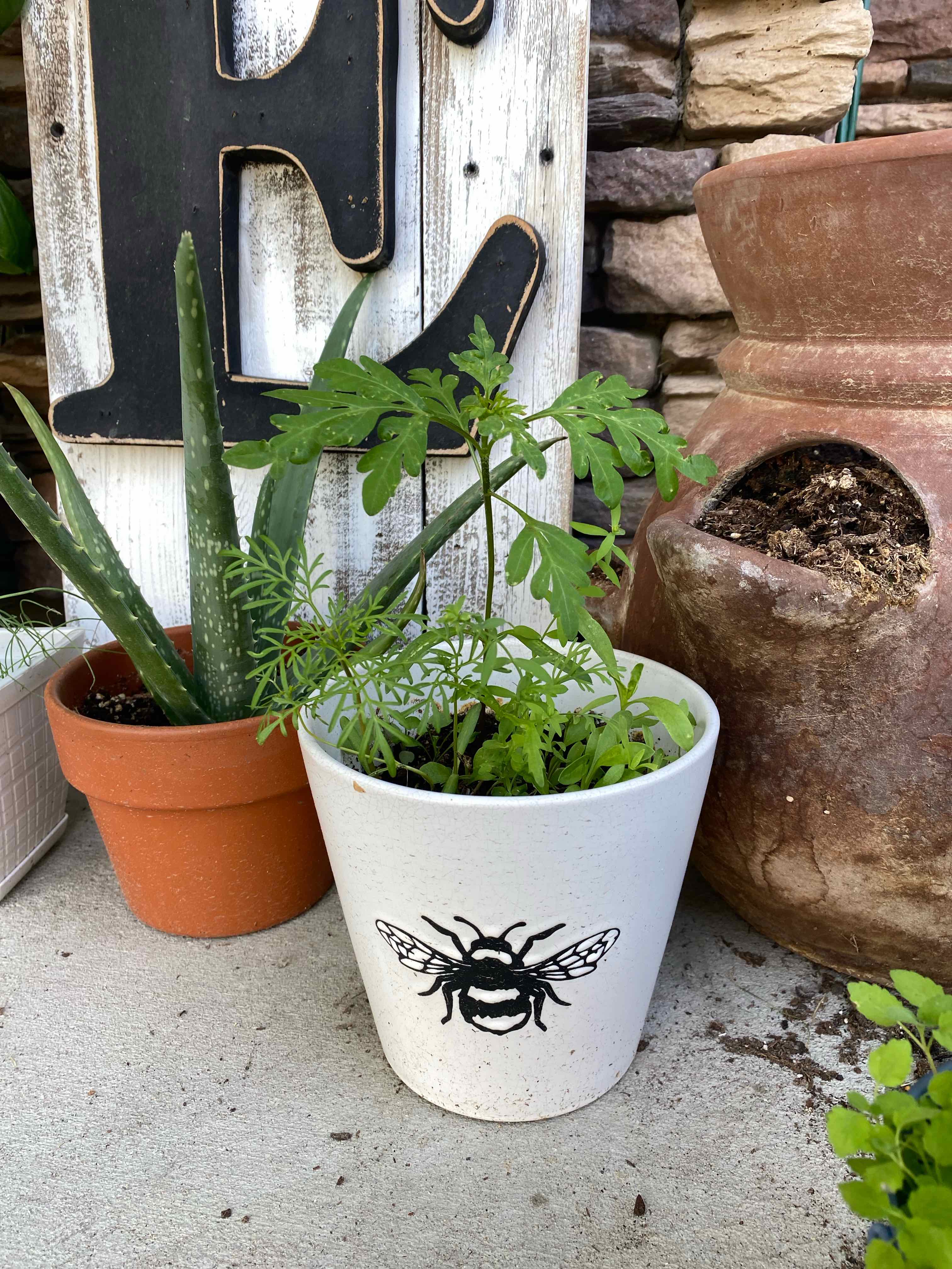 Photo of the plant species Butterfly And Hummingbird Mix by @meira named Gaga on Greg, the plant care app