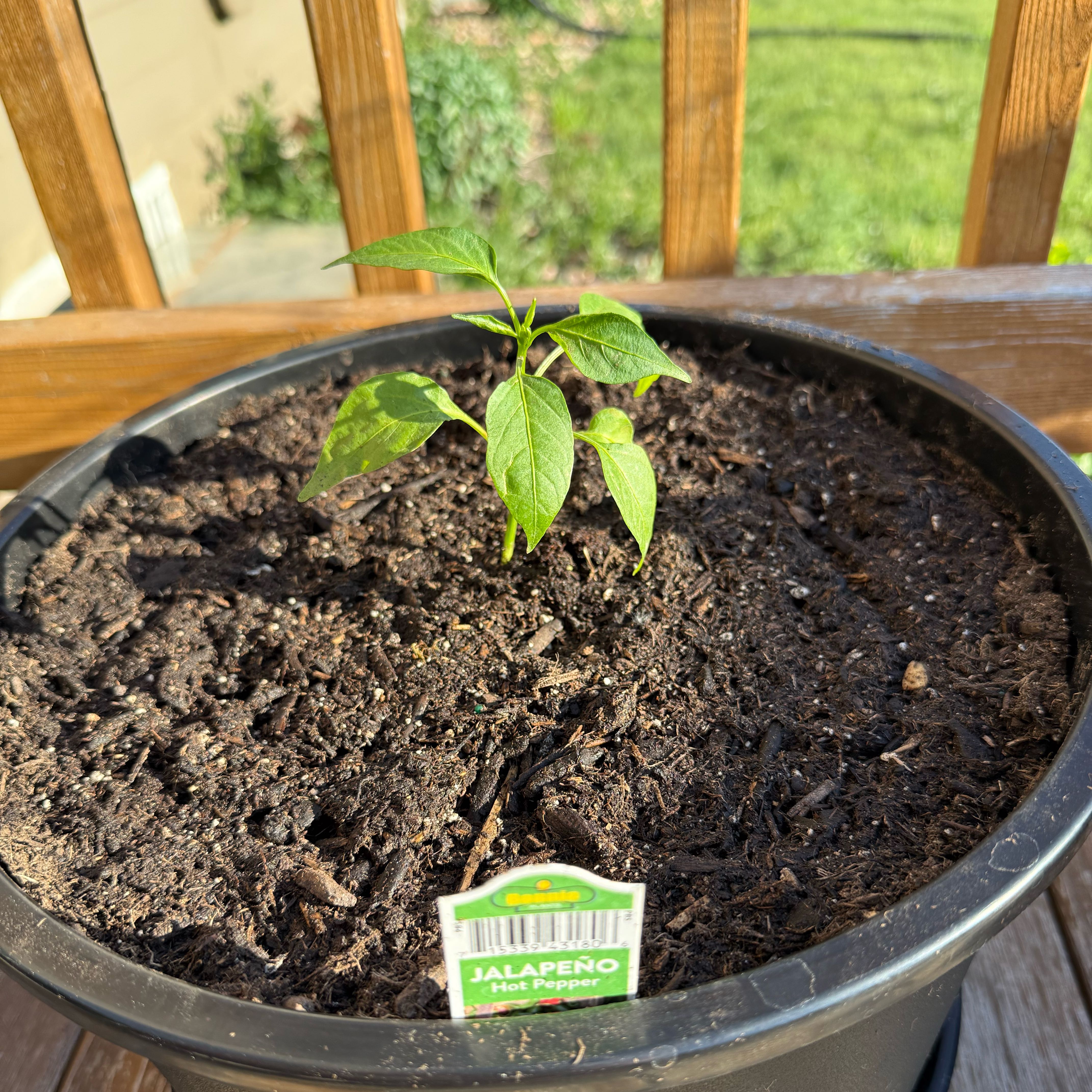 Photo of the plant species Jalapeño Pepper by @YardRedbeech23 named Gomez on Greg, the plant care app