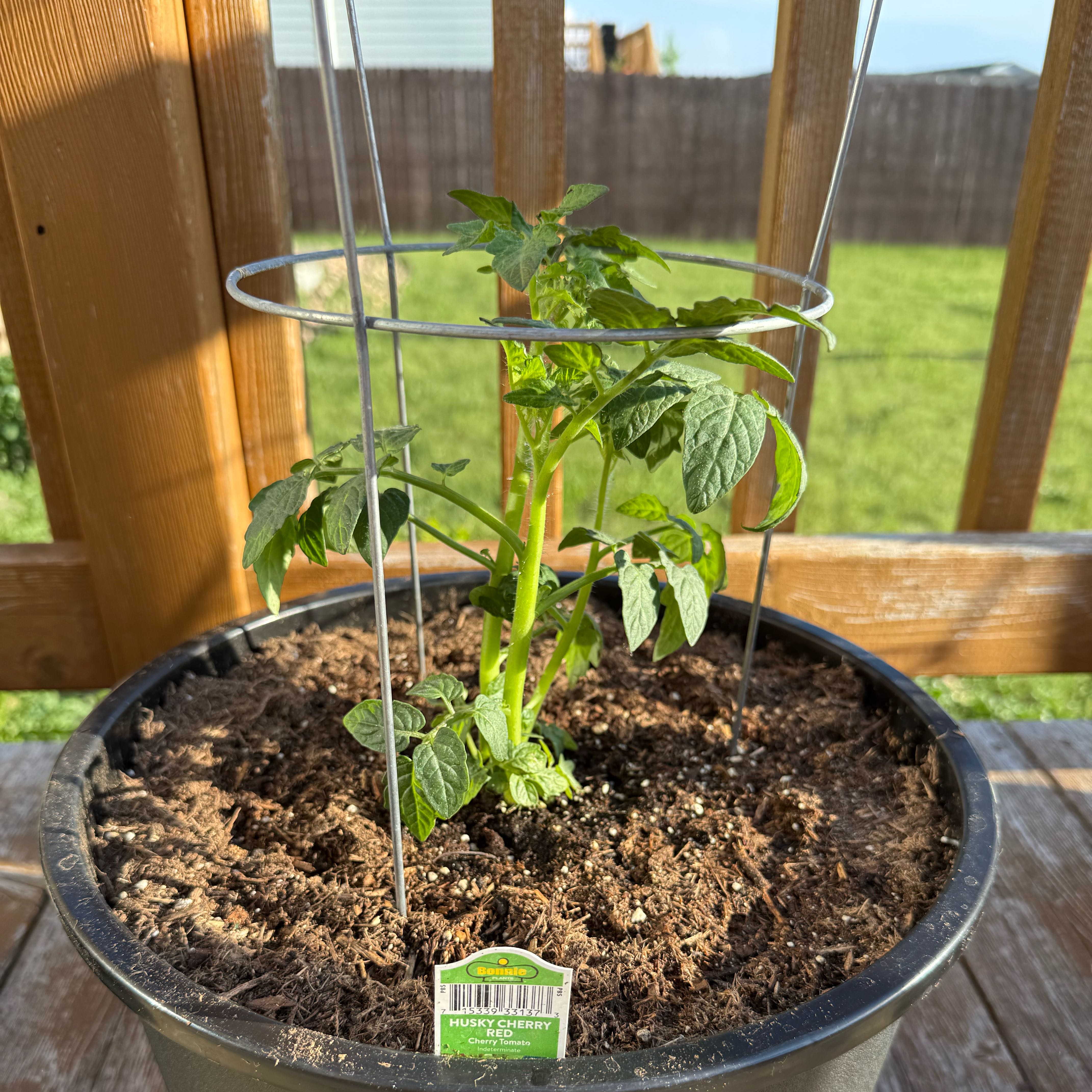 Photo of the plant species Husky Cherry Red Tomato by @YardRedbeech23 named Sir Plancelot on Greg, the plant care app
