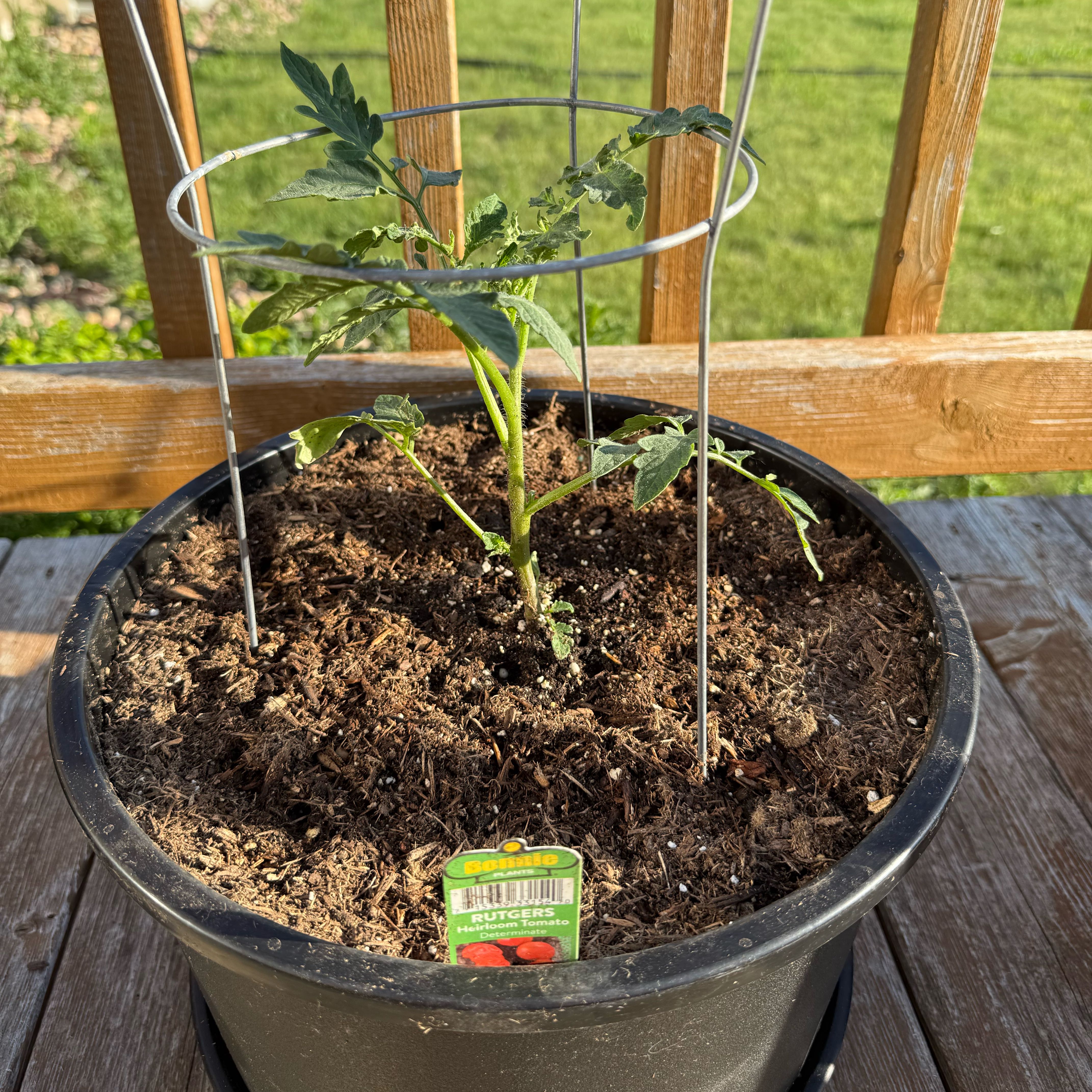 Photo of the plant species Tomato 'Rutgers' by @YardRedbeech23 named Homer on Greg, the plant care app
