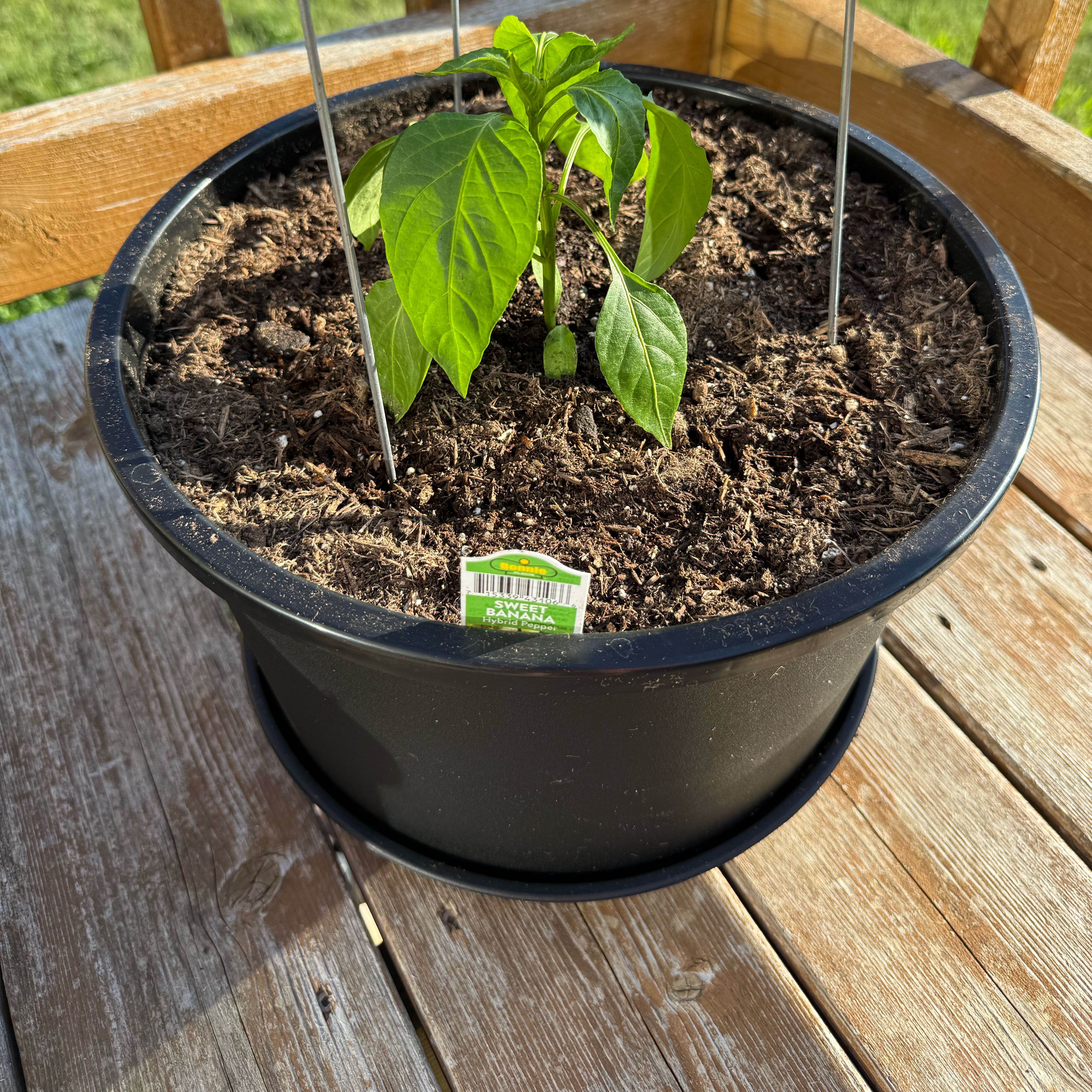 Photo of the plant species Sweet Banana Pepper by @YardRedbeech23 named Curie on Greg, the plant care app