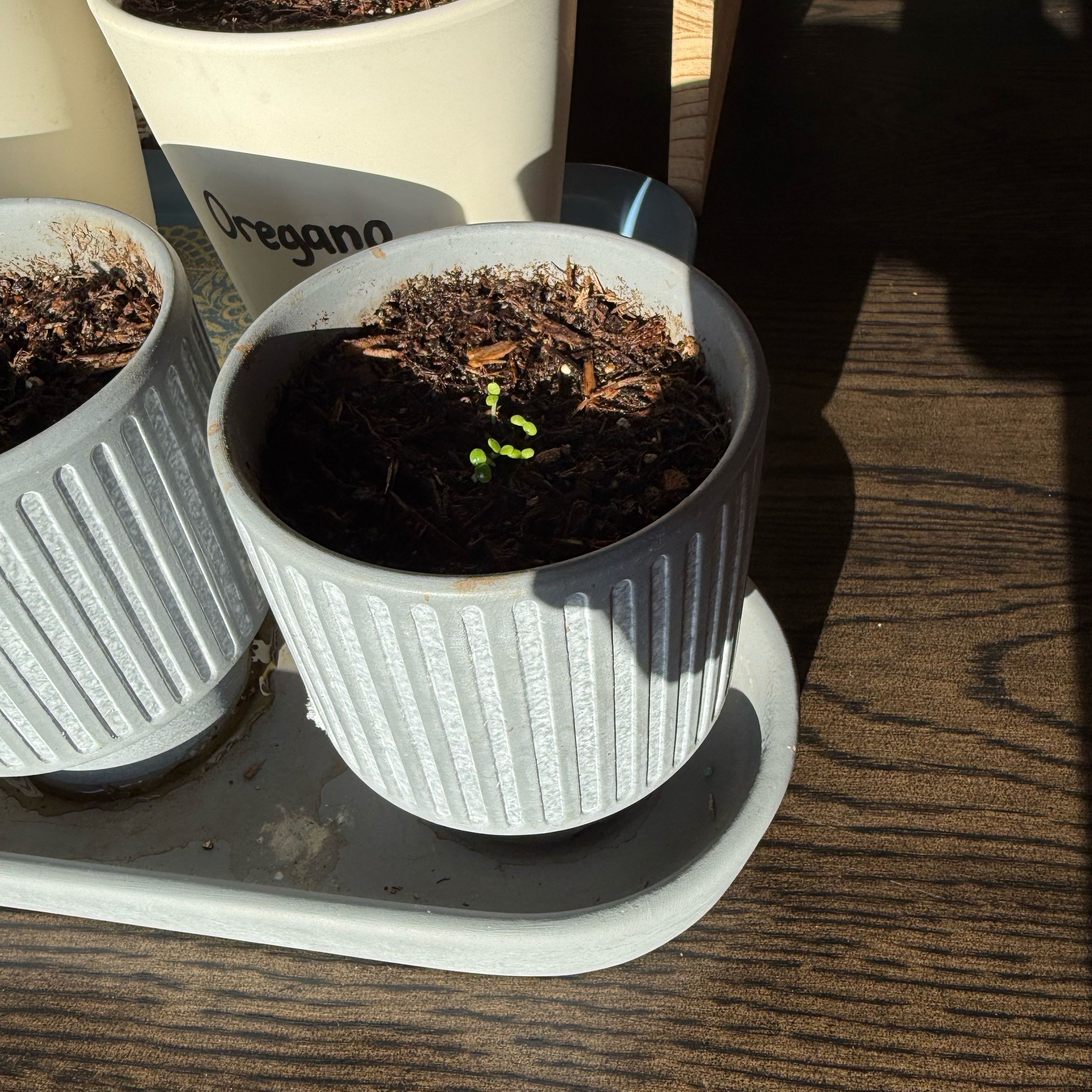 Photo of the plant species Daisy by @YardRedbeech23 named Miss Daisy on Greg, the plant care app