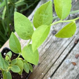 Photo of the plant species Bluejay Blueberry by @PerkyJubaea51 named Marilyn Blueberry on Greg, the plant care app