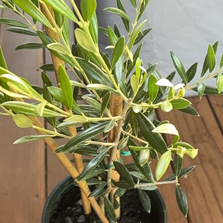 Photo of the plant species Arbequina Olive Tree by @FortuitousFlax5 named Sahara on Greg, the plant care app