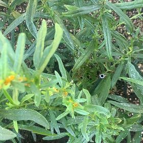Photo of the plant species Shrubby Yellowcrest by @LushNapaea53 named Orwell on Greg, the plant care app